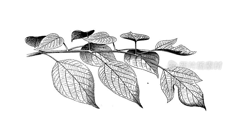 古植物学插图:纸桑(Broussonetia papyrifera)